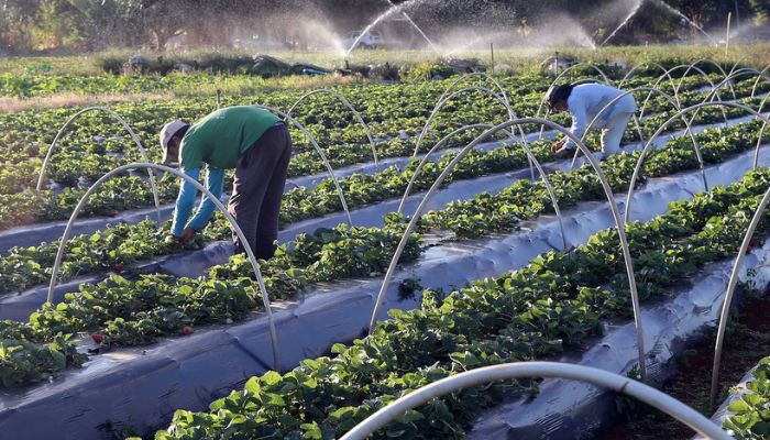 Governo destinará R$ 200 milhões para complementação do Plano Safra
